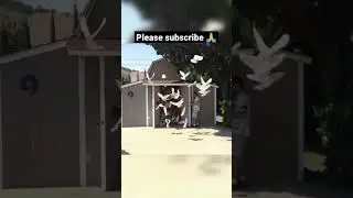 kabootar 🕊️ x Daku #short #2millionviews #how #pigeon #shorts