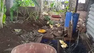 burung bebas berkeliatan seperti di alam