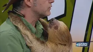 Wild Side: Matt Fouts with Tanganyika Wildlife Park shows off sloth, talks about park's season