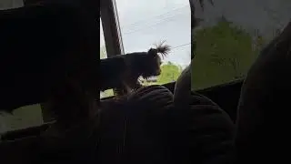 Собака подпевает хозяйке с прорезавшемся голосом 😁🤣😉