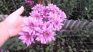 Disappointments and successes in growing branch chrysanthemums for cutting
