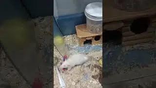 хомячки и крыски