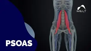 How to Treat PSOAS | Problem to Solution Session | MELT Method