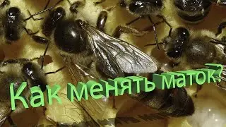 Профессор Кашковский: Как менять маток?