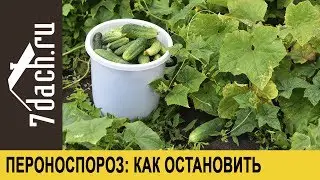 Пероноспороз огурцов: как его остановить и продлить плодоношение - 7 дач