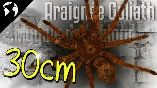 La plus GROSSE araignée du MONDE