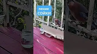 звуки птиц / СОЙКА / на балконе