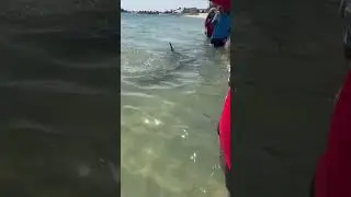 Just a dolphin swimming around us and catching a fish🐬