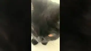 просто ХАХАХА#таптап#мем#shortvideo
