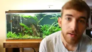 Aquarium Water Change | Basic Tutorial