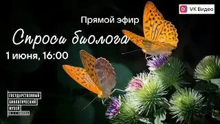 Спроси биолога. Бабочки