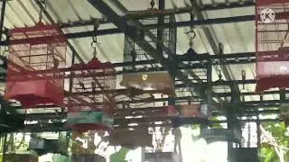 ngabuburit bareng konco lawas Nang GANTANGAN sorbon BC gurah Kediri #burung #burungkicau #cendet