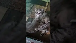 Весёлое утро 🥰