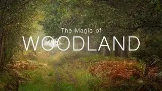 Landscape Photography | The Magic of Woodland