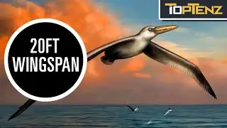 10 Horrific Extinct Monster Birds