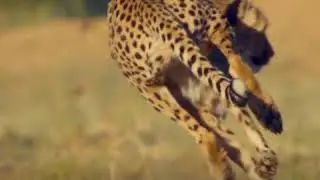 Мокрый нос. Самый быстрый охотник