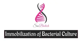 Immobilization of Bacterial Culture