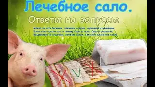 Лечебное сало. Ответы на вопросы.