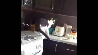 У кота инфаркт чуть не случился