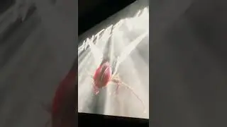 Eega Screening at Beyond Fest 2022, Los Angeles | SS Rajamouli | Vaaraahi Chalana Chitram