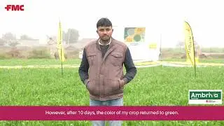 अम्ब्रिवा™ का वार, गुल्ली डंडे की पक्की हार !! ✌ #FMCIndia #Herbicide #Ambriva #Isoflex #Wheat #Crop