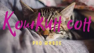 Кошкин сон или Почему кошки любят поспать