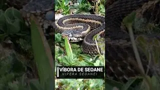 VÍBORA de SEOANE variabilidad de coloración