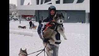 Клуб Хей-Хей. Катание на упряжке собак. Екатеринбург