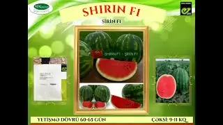 Shirin F1