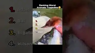 Ranking The Worst Animals Tragedies