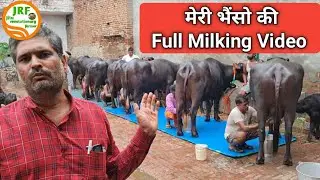 👍Full Milking Video- recorded @Ramu Sir's Farm @ Rohtak.👍