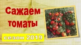 Любимые томаты, которые я посажу в 2019 году. Рекомендую посадить МОНГОЛЬСКИЙ КАРЛИК.