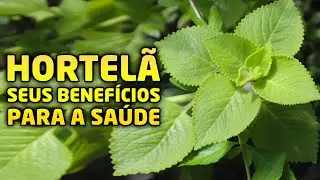 ✅HORTELÃ DA FOLHA GROSSA. Conheça os benefícios dessa poderosa planta para a saúde e culinária