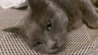 А липи цвітуть...а ми спимо