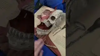Ужастики от Алисы 😄 #алиса #германия #дети