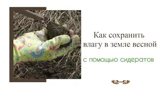 Как сидераты весной защищают мой огород от пересыхания почвы - наглядный пример