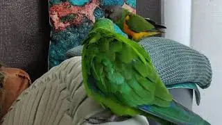 Barraband parakeet sounds