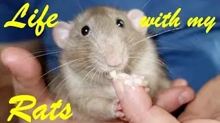 Life with my rats