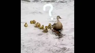 Mother duck notices that one baby is missing