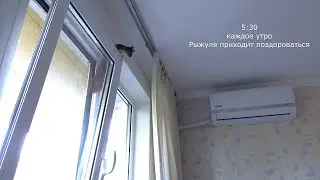 Белка заглянула на утренний привет🌱