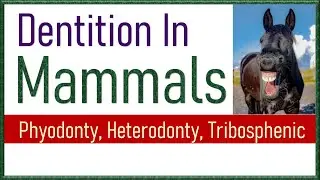 Dentition in Mammals | Types of Teeth in Mammals