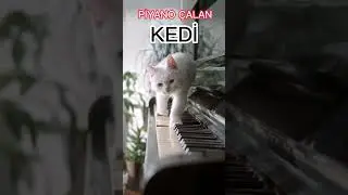 #youtubebidünyakonu Kedi Piyano Çalarsa Her Patisinde Bir Marifet...