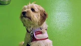 puppy class day 1: training begins