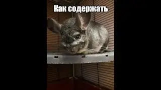 Что нужно для содержания шиншилл