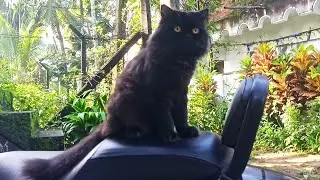 Beloved Persian Cat - Kheera