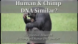 Is Human and Chimp DNA Similar #shorts #evolution