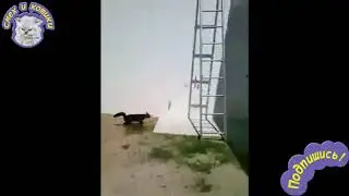 Кот Убегает От Пожарного | Неуловимый Кот