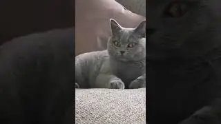 CAT TRAINING | HOW TO TRAIN YOUR CAT | CAT VIDEOS | HONEST CAT | MEOWMEOW | #shorts