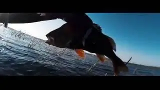 Чертовы окуни