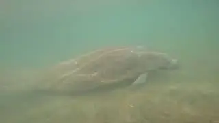 Sea Cow